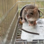 ねずみの嫌いなもの【匂い・音・天敵】対策場所や方法、効果は?