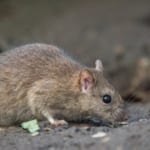 ねずみ 夜行性