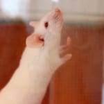 ネズミの寿命はどれぐらい?驚くべき繁殖スピードについても解説