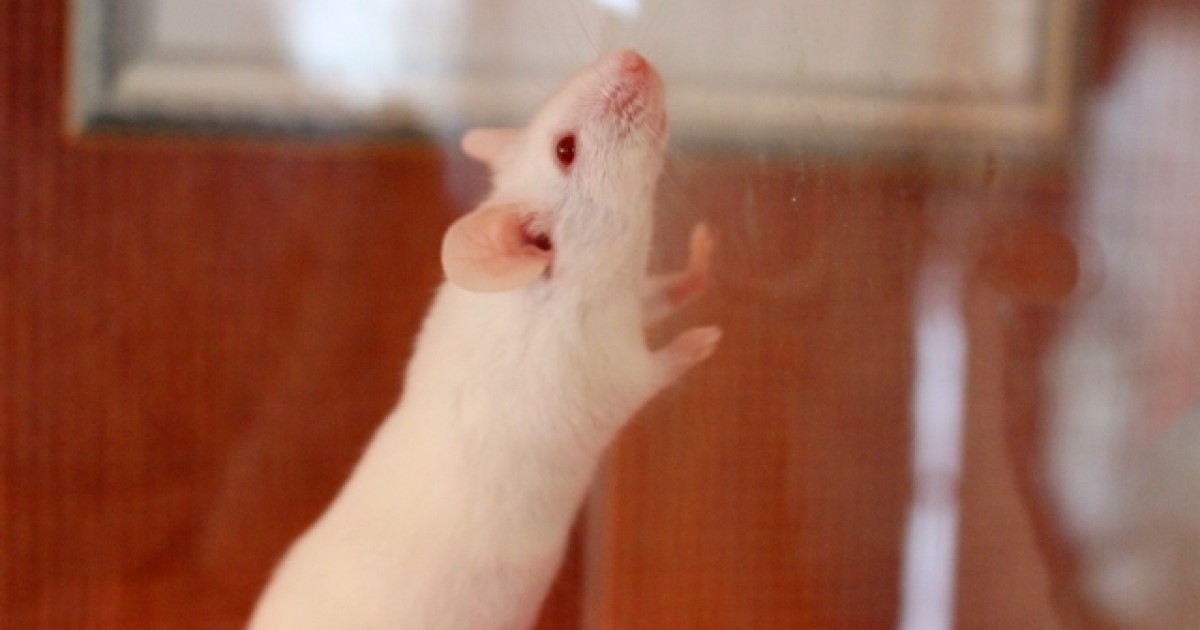 ネズミの寿命はどれぐらい？驚くべき繁殖スピードについても解説