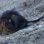 ねずみの出る家の特徴を知って被害に遭わないようにしておこう!