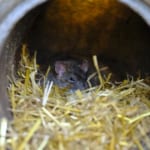 ねずみを家から追い出す方法!【忌避剤】の種類や使い方をご紹介